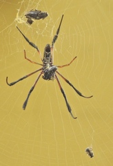 Trichonephila sumptuosa
