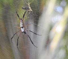 Trichonephila sumptuosa