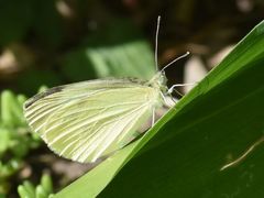 Pieris mannii