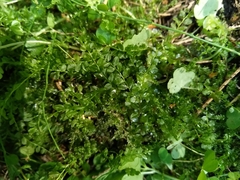 Plagiomnium ellipticum