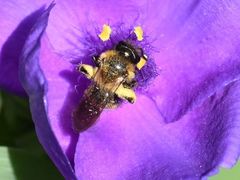 Andrena bicolor
