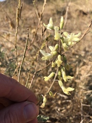 Astragalus trichopodus antisellii