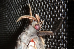 Abantiades atripalpis