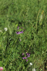 Verbascum phoeniceum