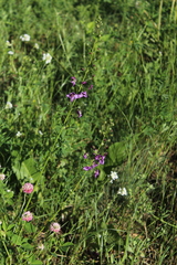 Verbascum phoeniceum