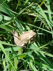 Hyla meridionalis