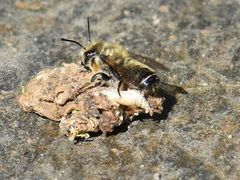 Megachile willughbiella