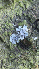 Parmelia sulcata