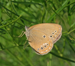 Coenonympha oedippus