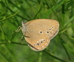 Coenonympha oedippus