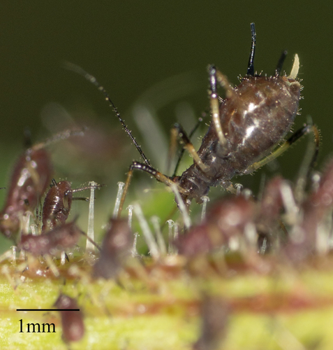 Aphid