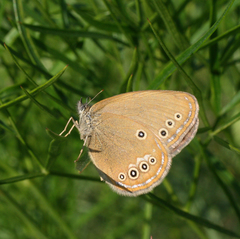 Coenonympha oedippus