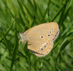 Coenonympha oedippus