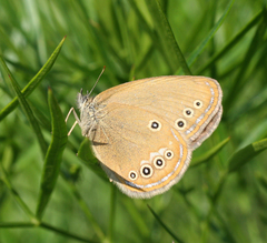 Coenonympha oedippus