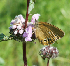 Coenonympha oedippus
