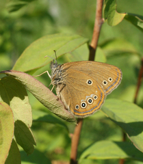 Coenonympha oedippus