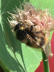 Bombus pratorum