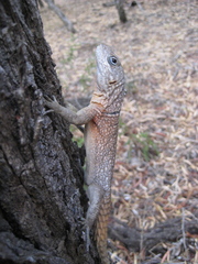 Oplurus cyclurus