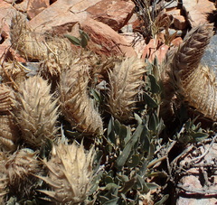 Barleria lichtensteiniana