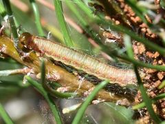 Acantholyda hieroglyphica