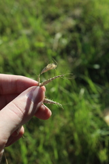 Bromus japonicus