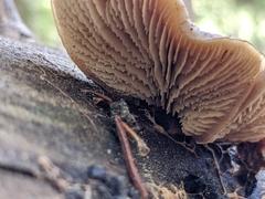 Lentinellus montanus