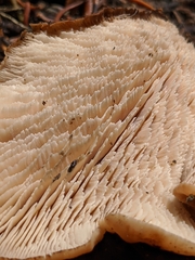 Lentinellus montanus