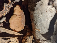 Lentinellus montanus