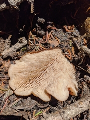 Lentinellus montanus