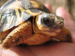 Astrochelys radiata