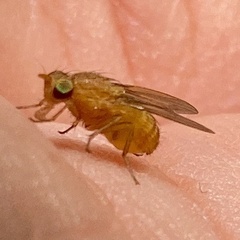 Sapromyza