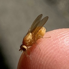 Sapromyza