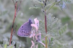 Coenonympha amaryllis