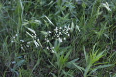 Silene wolgensis