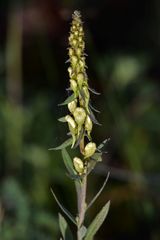 Linaria acutiloba
