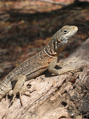 Oplurus cyclurus