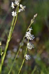 Silene stylosa