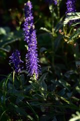 Veronica porphyriana