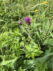 Cirsium heterophyllum