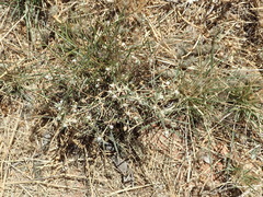 Cynanchum orangeanum