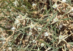 Cynanchum orangeanum