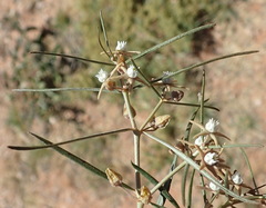 Cynanchum orangeanum