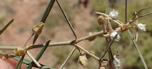 Image of Cynanchum orangeanum by (c) Nicola van Berkel, some rights reserved (CC BY-SA)