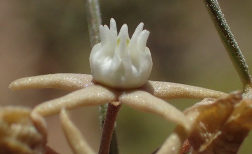 Image of Cynanchum orangeanum by (c) Nicola van Berkel, some rights reserved (CC BY-SA)