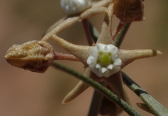 Cynanchum orangeanum