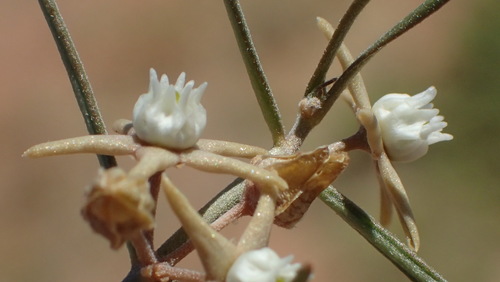 Image of Cynanchum orangeanum by (c) Nicola van Berkel, some rights reserved (CC BY-SA)