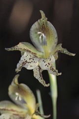 Gladiolus recurvus