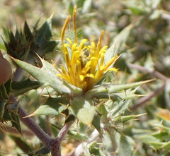 Berkheya annectens