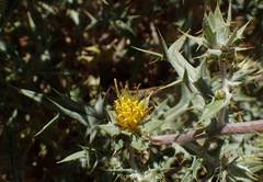 Berkheya annectens