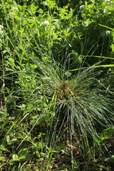 Festuca valesiaca